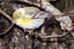 Pine Warbler