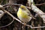 Pine Warbler