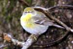 Pine Warbler