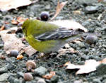 Pine Warbler