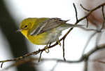 Pine Warbler