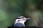Downy Woodpecker