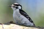 Downy Woodpecker