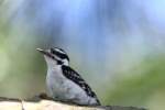 Downy Woodpecker
