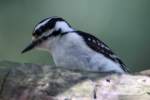 Downy Woodpecker