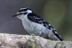 Downy Woodpecker