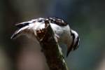 Downy Woodpecker