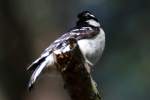 Downy Woodpecker