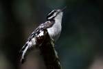 Downy Woodpecker