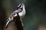 Downy Woodpecker