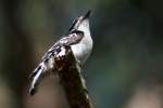 Downy Woodpecker