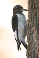 Red-headed Woodpecker