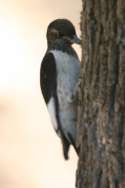 Red-headed Woodpecker