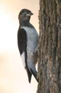 Red-headed Woodpecker