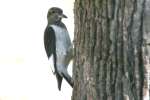 Red-headed Woodpecker
