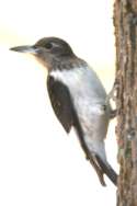 Red-headed Woodpecker