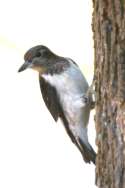 Red-headed Woodpecker
