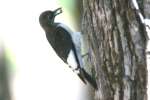 Red-headed Woodpecker