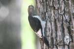 Red-headed Woodpecker
