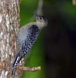 Red-bellied Woodpecker