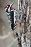 Yellow-bellied Sapsucker