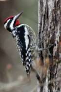 Yellow-bellied Sapsucker
