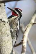 Yellow-bellied Sapsucker