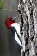 Red-headed Woodpecker