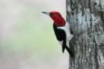 Red-headed Woodpecker