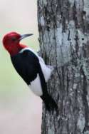 Red-headed Woodpecker
