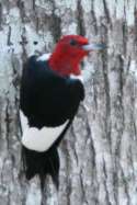 Red-headed Woodpecker