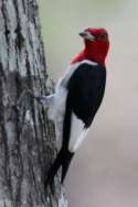 Red-headed Woodpecker