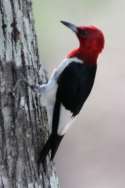 Red-headed Woodpecker