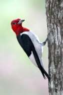 Red-headed Woodpecker
