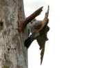 Northern Flicker - Courtship and Mating