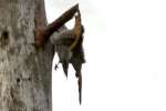 Northern Flicker - Courtship and Mating