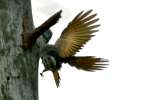 Northern Flicker - Courtship and Mating