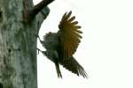 Northern Flicker - Courtship and Mating