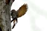 Northern Flicker - Courtship and Mating