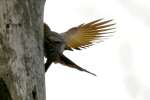 Northern Flicker - Courtship and Mating