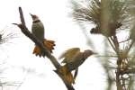 Northern Flicker - Courtship and Mating