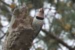 Northern Flicker - Courtship and Mating