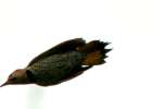 Northern Flicker - Courtship and Mating