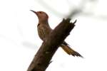 Northern Flicker - Courtship and Mating