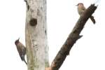 Northern Flicker - Courtship and Mating