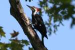Pileated Woodpecker