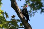 Pileated Woodpecker