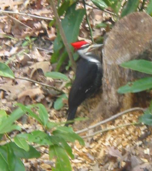 Pileated Woodpecker