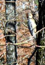 Red-bellied Woodpecker