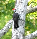 Pileated Woodpecker